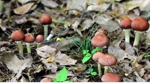 特色產(chǎn)業(yè)賦能鄉(xiāng)村振興 鼓足村民“錢袋子”