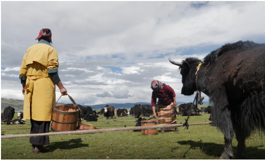 西藏那曲畜牧業(yè)形成“結(jié)構(gòu)優(yōu)、出欄活、飼草足”格局