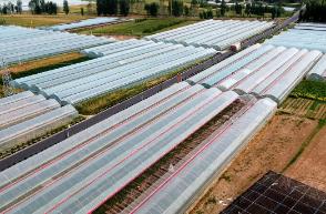 山西太谷：特色產(chǎn)業(yè)科技賦能與文化融合驅(qū)動高質(zhì)量發(fā)展