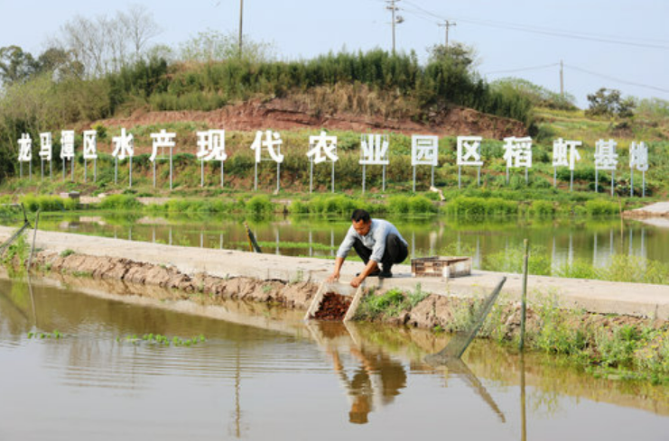 四川瀘縣“稻蝦共生”模式實現(xiàn)“糧漁雙贏”