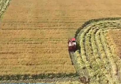 我國夏油大面積收獲 預(yù)計單產(chǎn)高于上年