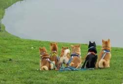 攜寵出游“它經(jīng)濟(jì)”崛起 “毛孩子”也有自己的“詩(shī)和遠(yuǎn)方”