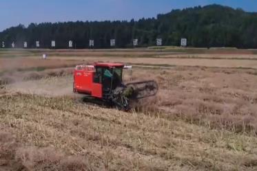 單產提升在望！高油高產品種增產 牢牢守住“糧袋子”拎穩(wěn)“油瓶子”
