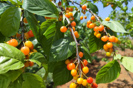 陜西西鄉(xiāng)：采摘旅游深加工，櫻桃串起農(nóng)旅融合新業(yè)態(tài)