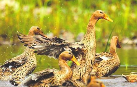 全產(chǎn)業(yè)鏈產(chǎn)值突破二十三億元平臺(tái)+產(chǎn)業(yè)，縉云麻鴨越“飛”越高