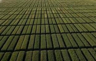 新品種“同田競秀”種出新希望 科技農業(yè)“金種子”夯實豐產基礎