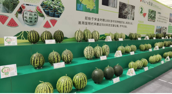 連續(xù)十四年位居中國(guó)西瓜產(chǎn)業(yè)第一品牌 山東昌樂(lè)縣立足特色打好西瓜牌