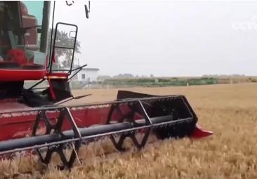 夯實豐收 端牢飯碗！小麥主產區(qū)增強服務保障 全力護航“三夏”機收