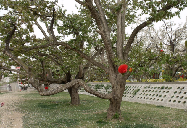 總數(shù)再更新！我國新增三項全球重要農(nóng)業(yè)文化遺產(chǎn)