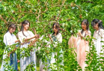 “中國(guó)桑椹之鄉(xiāng)”迎來(lái)采摘季