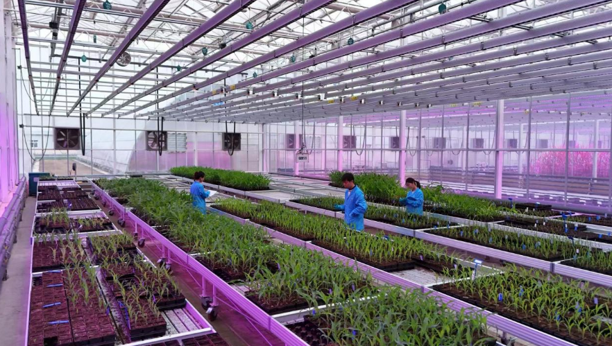 中國中化以科技創(chuàng)新賦能生物種業(yè)，打造農(nóng)業(yè)新質(zhì)生產(chǎn)力