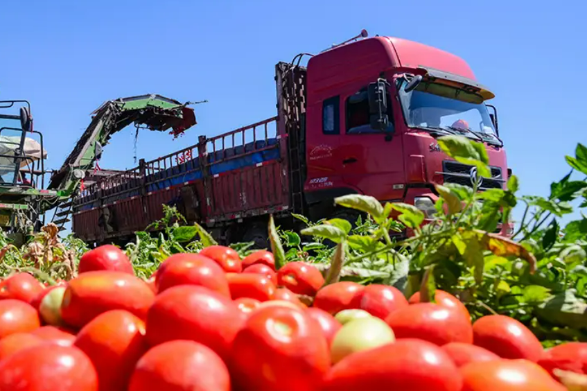 機械化 智能化 自動化--新疆番茄產(chǎn)業(yè)發(fā)展一線觀察