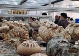 “中國(guó)香菇之鄉(xiāng)”湖北隨州“致富傘”遠(yuǎn)銷海外