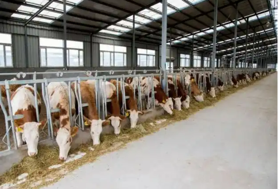 內(nèi)蒙古察右前旗：做強牛產(chǎn)業(yè) 