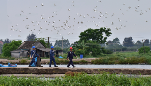 守護“山海精靈”的生態(tài)棲居——廣西電力綠色發(fā)展觀察