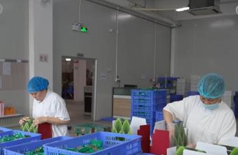 端午粽香飄四海：粽子出口量穩(wěn)步增長(zhǎng) 朋友圈不斷擴(kuò)容