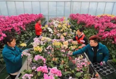 江蘇宿遷沭陽：五年“誠(chéng)信實(shí)驗(yàn)”擦亮“花木之鄉(xiāng)”招牌
