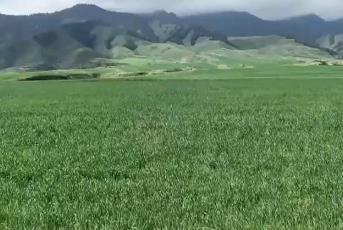 好山好水孕育好莊稼 天山腳下數(shù)萬畝優(yōu)質(zhì)小麥長勢正好