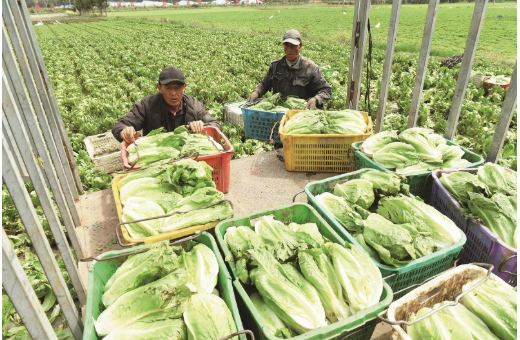 青海：冷涼蔬菜成高原鄉(xiāng)村熱產(chǎn)業(yè)