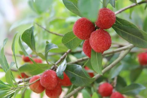 “中國(guó)楊梅之鄉(xiāng)”的楊梅熟了 色澤烏紅、酸甜可口