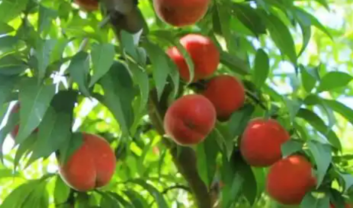 湖北棗陽“皇桃”沖刺百億元級產(chǎn)業(yè)