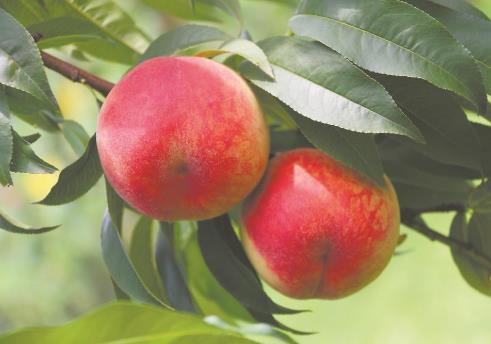 福建成功選育首個(gè)人工雜交早熟黃桃品種