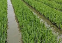 農(nóng)業(yè)農(nóng)村部：“十四五”以來我國放流各類水生生物苗種1500余億尾