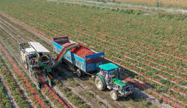 新疆綠色食品原料標(biāo)準(zhǔn)化生產(chǎn)基地規(guī)模位居全國前列