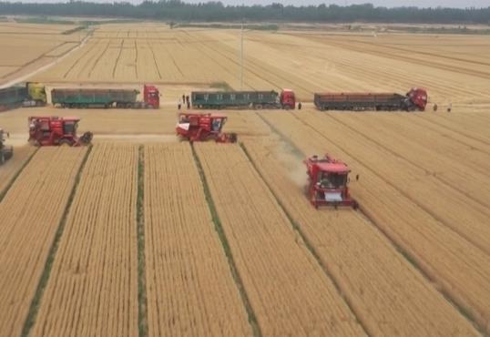 由“看天吃飯”轉(zhuǎn)向“旱澇保收” 小麥豐收新麥上市 價(jià)格有望穩(wěn)中有升