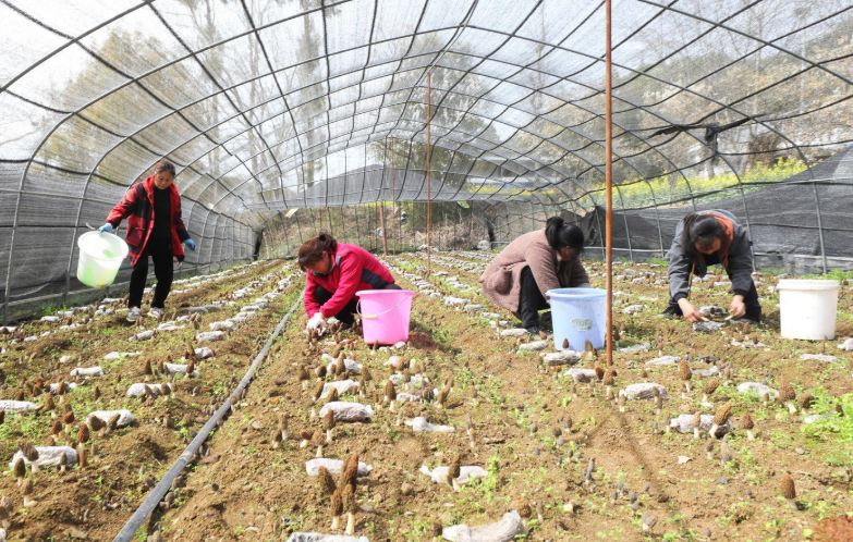 四川省港投集團(tuán)加快推動食用菌產(chǎn)業(yè)鏈聚合 助力青川縣域振興發(fā)展