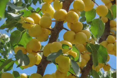 年產(chǎn)值突破十億元 新疆庫車小白杏成戈壁綠洲