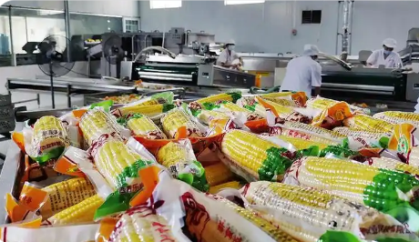 從“按噸賣”到“論個銷” 廣西橫州引導甜玉米產(chǎn)業(yè)快速發(fā)展