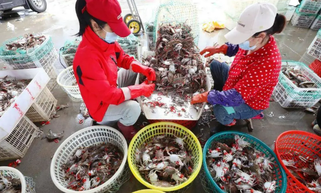 休漁不休“魚” 江蘇連云港科創(chuàng)融合推動漁業(yè)全鏈條升級