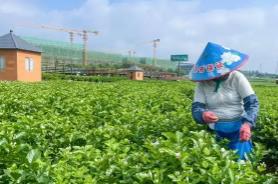 “茉莉之鄉(xiāng)”廣西橫州借力數(shù)字智能 產(chǎn)業(yè)升級香飄海外