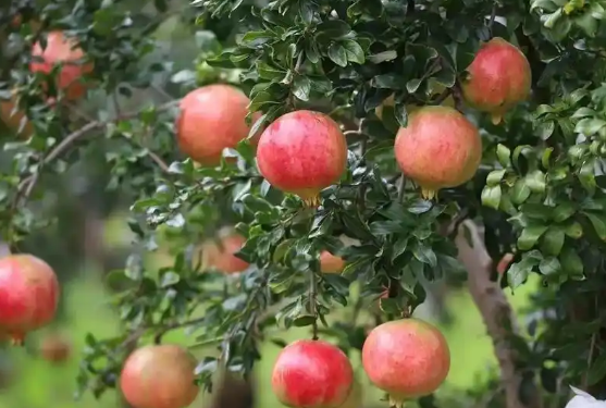 四川涼山州特色農(nóng)產(chǎn)品撐起鄉(xiāng)村經(jīng)濟(jì)大梁