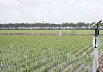 小麥?zhǔn)斋@、圓蔥產(chǎn)銷旺、水稻長勢好……鄉(xiāng)村處處是“豐”景