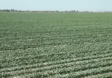 4482.3萬畝，“智慧管家”賦能！棉花種植數(shù)字化、精準(zhǔn)化、遠(yuǎn)程化