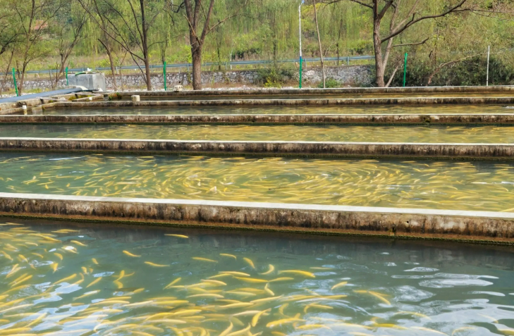 四川瀘州江北鎮(zhèn)高密度養(yǎng)魚“游”出產業(yè)新活力