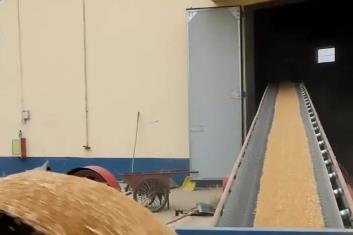 購銷活躍、市場平穩(wěn)、優(yōu)糧優(yōu)價(jià)！多舉措保障農(nóng)民賣“明白糧”“舒心糧”