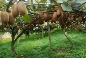 探秘修文谷堡：醉美獼猴桃之鄉(xiāng)