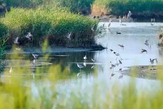 環(huán)境趨好 保護升級 新種頻現(xiàn)　山西繪就愛鳥護鳥生態(tài)新圖景