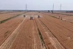 “三夏”一線觀察：鹽堿地變身豐收田 助力糧食穩(wěn)產(chǎn)增收