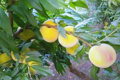 安徽六安“桃經(jīng)濟”煥發(fā)活力