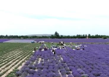 擦亮紫色花?！敖鹱终信啤?“花卉+”激活吃、住、游、購綜合消費新動能