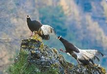 守護生態(tài) 法治筑基 科技助力 山西野生動物棲居地不斷提質(zhì)擴圍