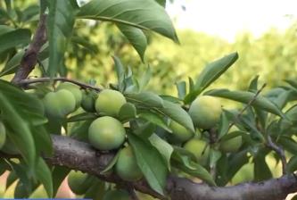 “小果子”撬動(dòng)致富“大產(chǎn)業(yè)” 巫山脆李讓秦巴山區(qū)告別貧困煥新顏