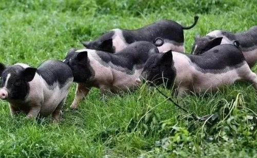 廣西陸川豬產(chǎn)業(yè)走出品質(zhì)筑基、品牌開路、鏈條延伸的特色發(fā)展之路