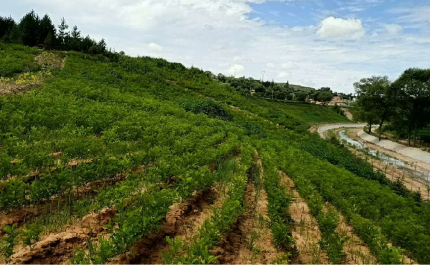 山野披綠又生金——寧夏推進(jìn)六盤(pán)山“山水工程”建設(shè)觀察
