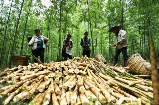精深加工助力貴州特色竹筍產(chǎn)業(yè)發(fā)展