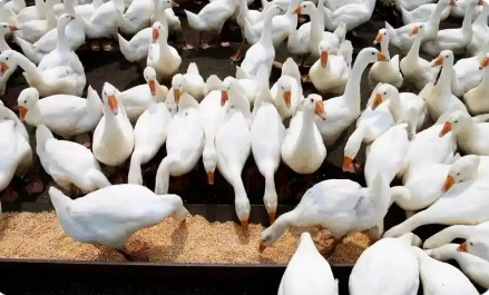 現(xiàn)代化鵝產(chǎn)業(yè)集群加速成型 嫩江大鵝產(chǎn)業(yè)發(fā)展